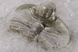 1" Unidentified Lichid Trilobite From Jorf - Belenopyge Like - #198999-1